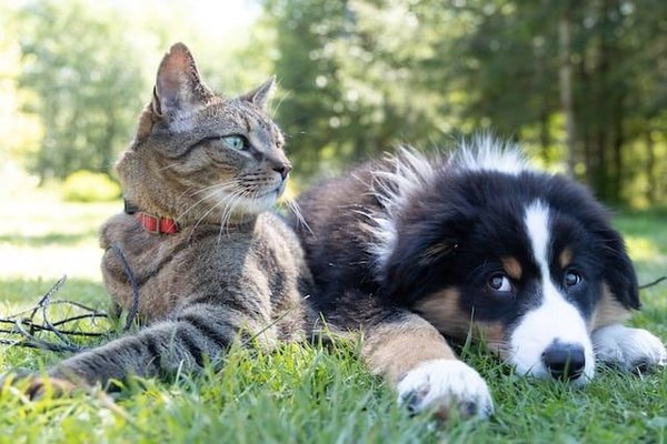 Can cats learn tricks like dogs?