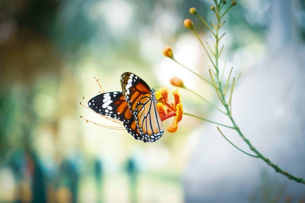 What Are the Key Factors in Creating a Butterfly Sanctuary in Your Urban Garden?